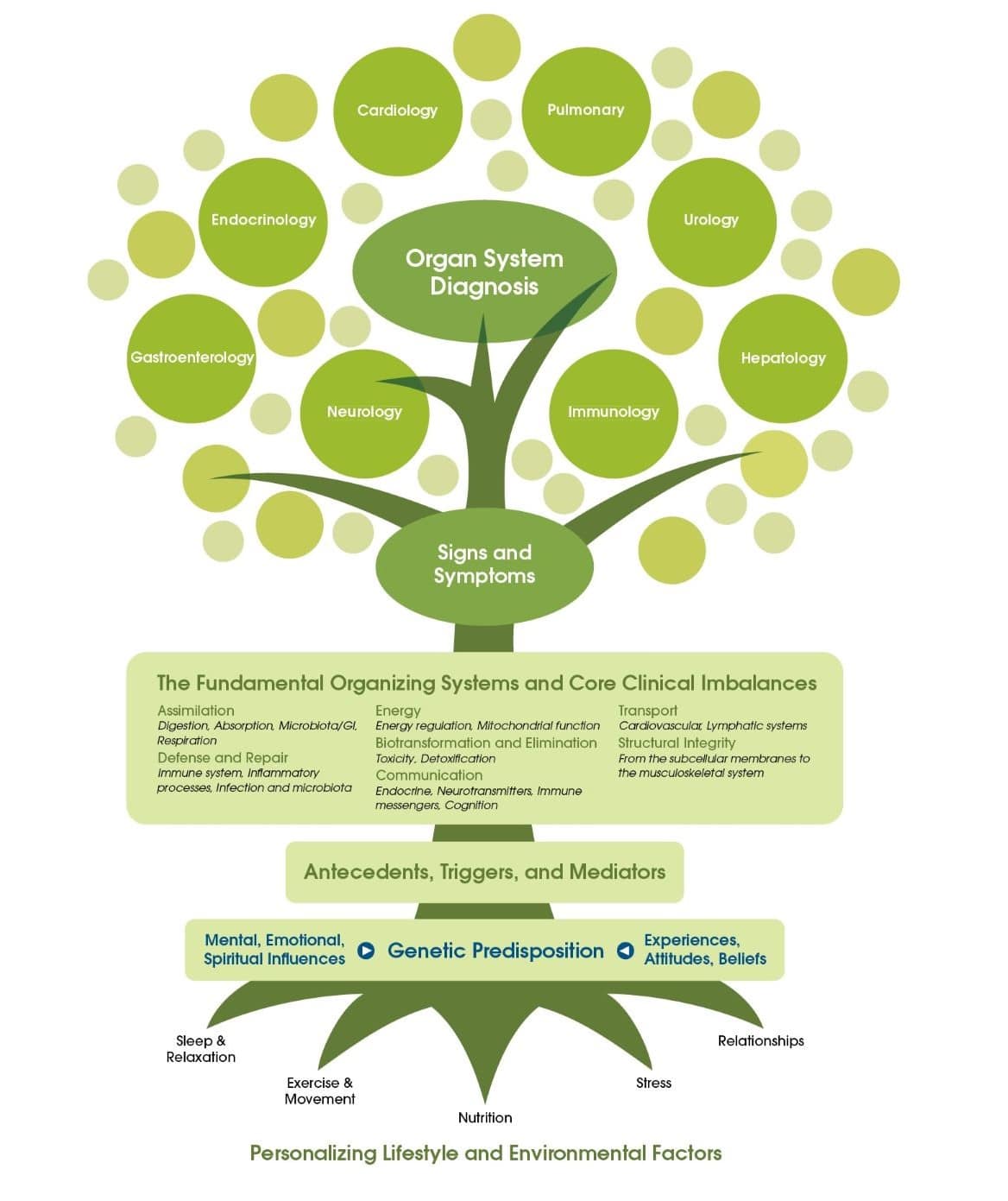 IFM Tree crop Diagram showing how many imbalances in the body can contribute to cause one condition such as hypothyroidism, and one imbalance can contribute to many different conditions such as cancer, hypothyroidism, diabetes, depression and heart disease
