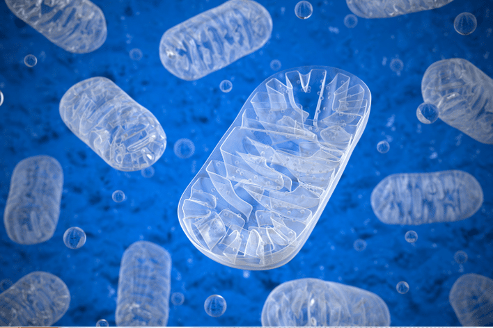 Mitochondria Long COVID Picture of mitochondria which can become dysfunctional in Long COVID