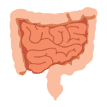 Picture of the gut microbiome which may be involved in Long COVID